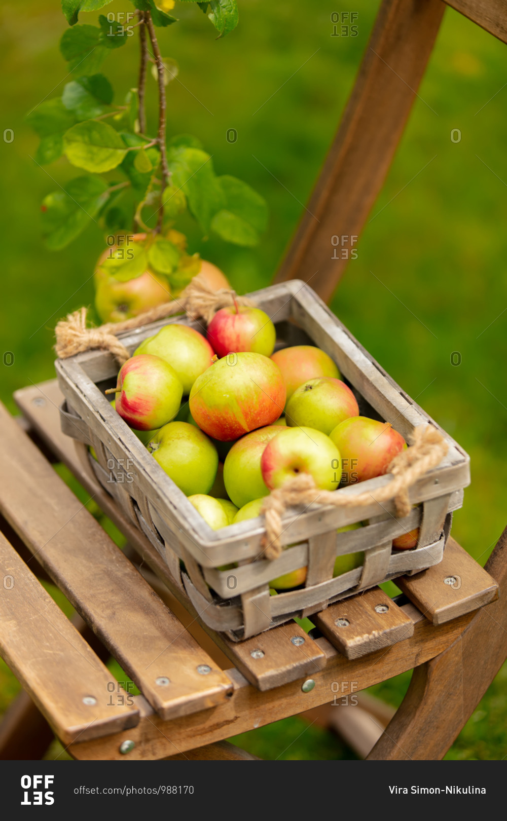 Bio apples in a box and on a chair near apple tree in a garden