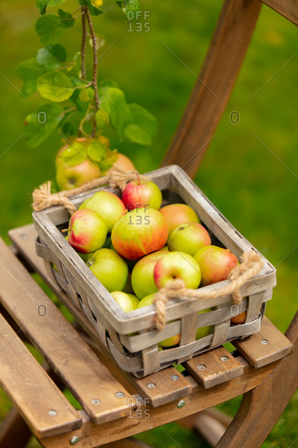 Bio apples in a box and on a chair near apple tree in a garden