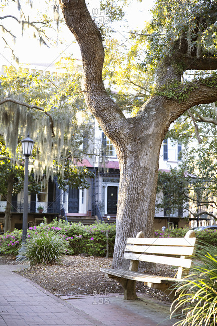 Bench beside tree in a park in Savannah, Georgia