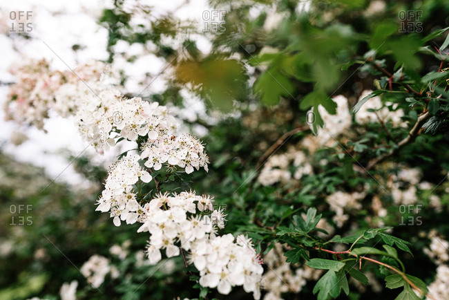 White flowers of Crataegus monogyna tree blooming in green garden in spring