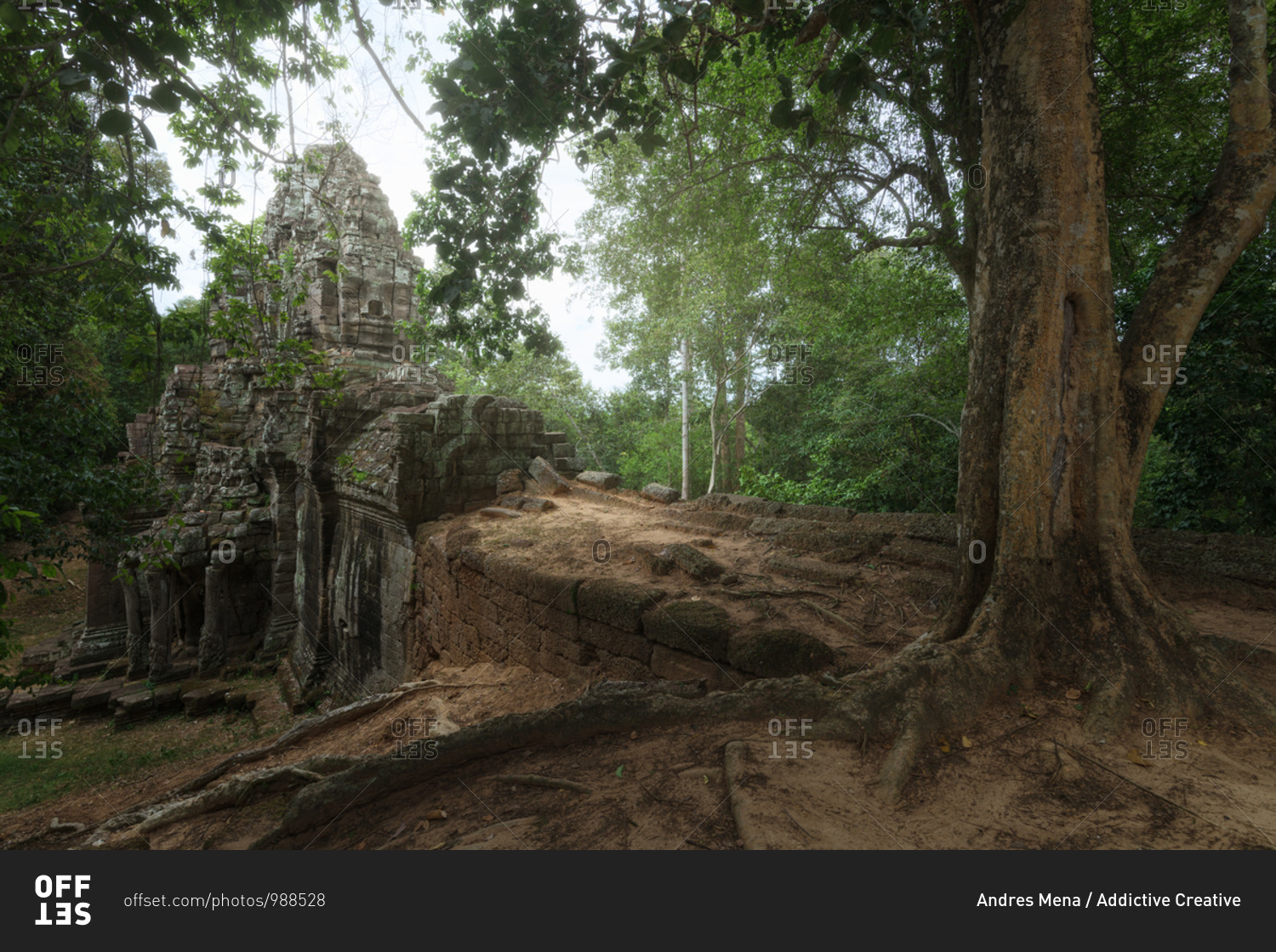 Low angle of wonderful scenery of aged Buddhist temple covered with huge tree roots and located in jungles in Cambodia