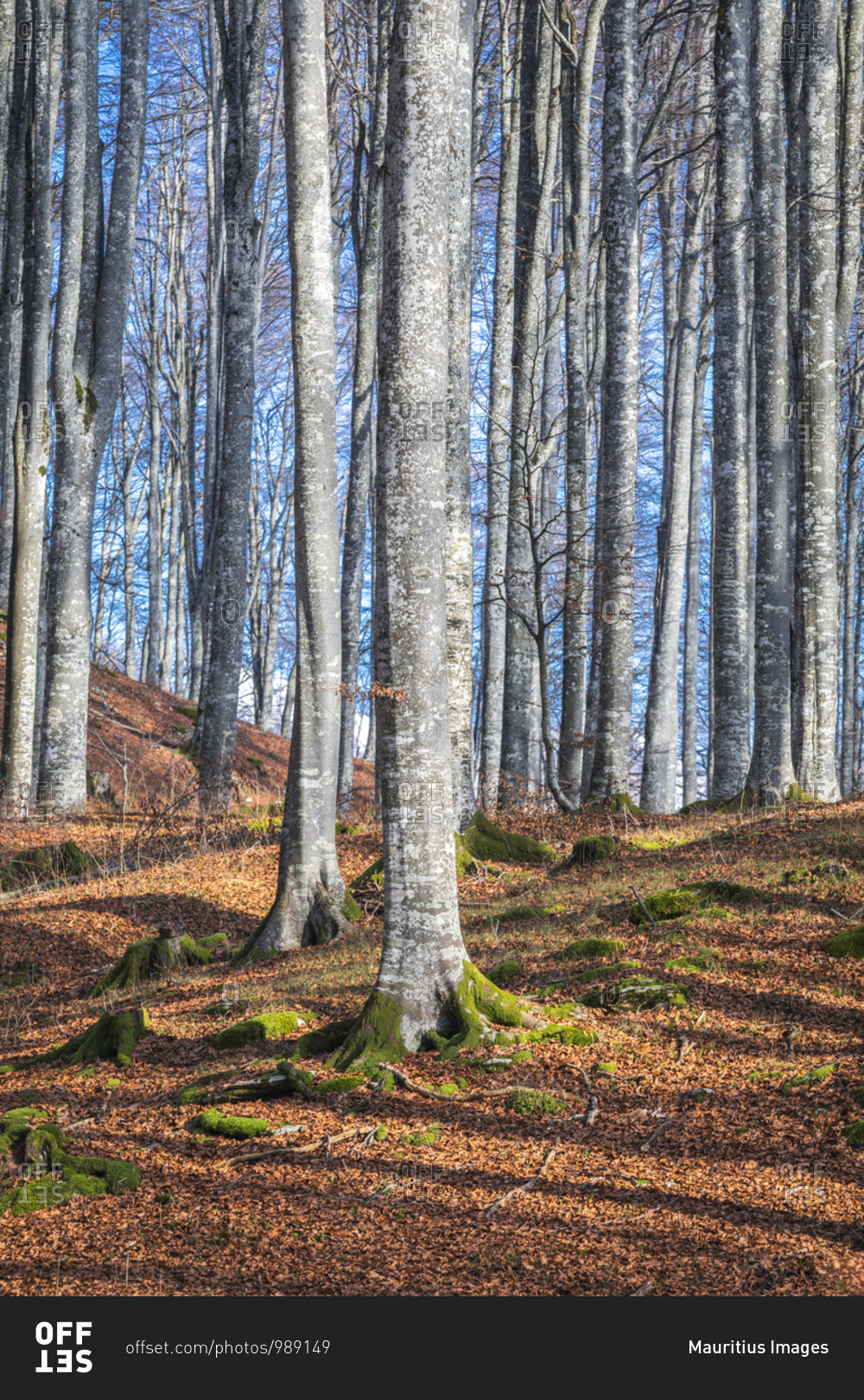 Beech forest in winter with bare trees, cansiglio plateau, province of Treviso, Veneto, Italy