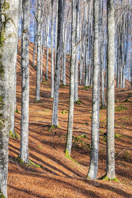 Beech forest in winter with bare trees, cansiglio plateau, province of Treviso, Veneto, Italy