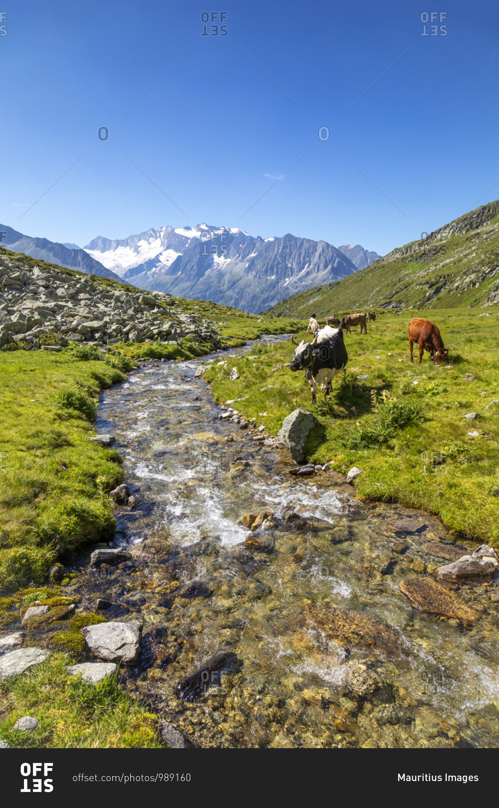 Cows graze in the Lapenkar valley on Lapenkarbach, in the background the Hochfeiler group, Tyrol, Schwaz district, Austria