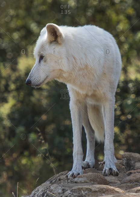 Alaska Tundra Wolf in the Lobo Park research enclosure, Antequera, Andalusia, Spain
