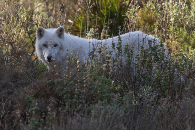 Alaska Tundra Wolf in the Lobo Park research enclosure, Antequera, Andalusia, Spain