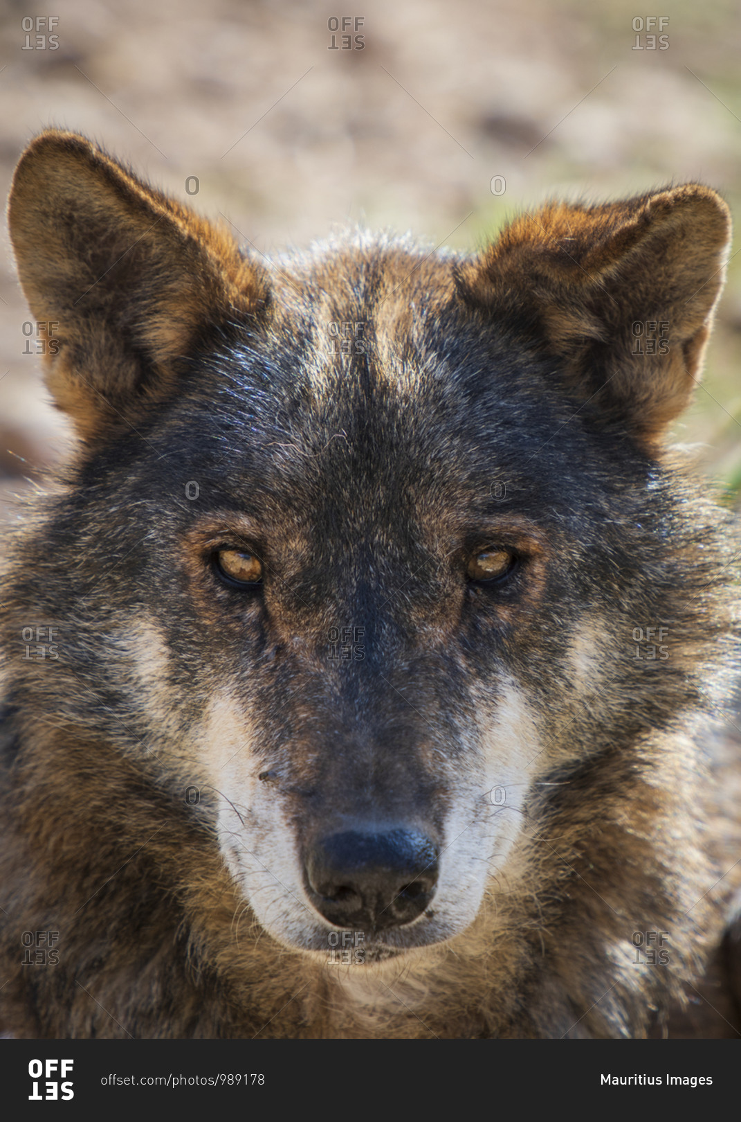 Wolf in research enclosure, Antequera, Andalusia, Spain