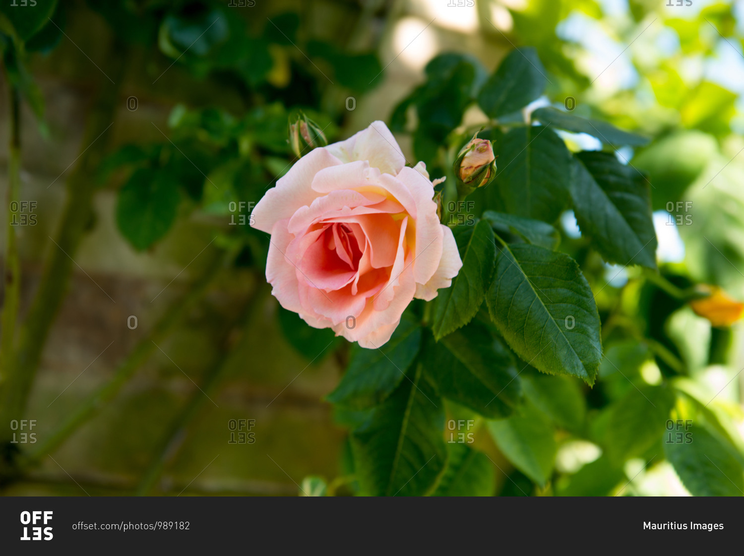 Roses on the island of Mainau, Lake Constance