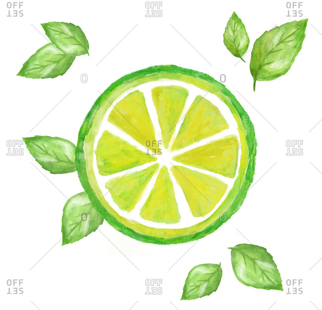 Illustration of a green lime slice