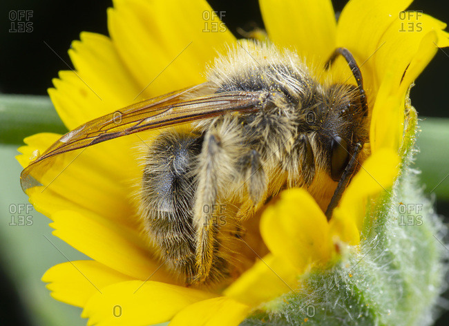 Little honeybee sleeping into flower