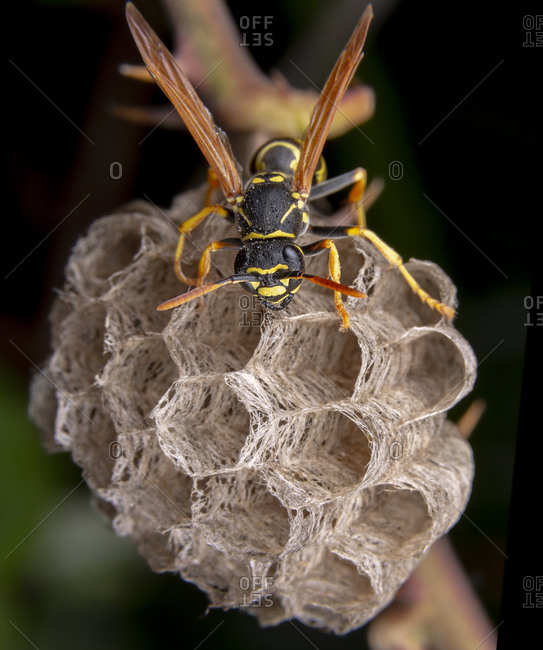 Female worker Polistes nympha wasp protecting his nest