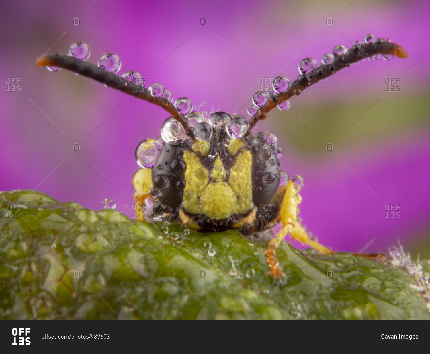 little-fly-posing-with-a-few-raindrops-on-his-antennaes-stock-photo-offset