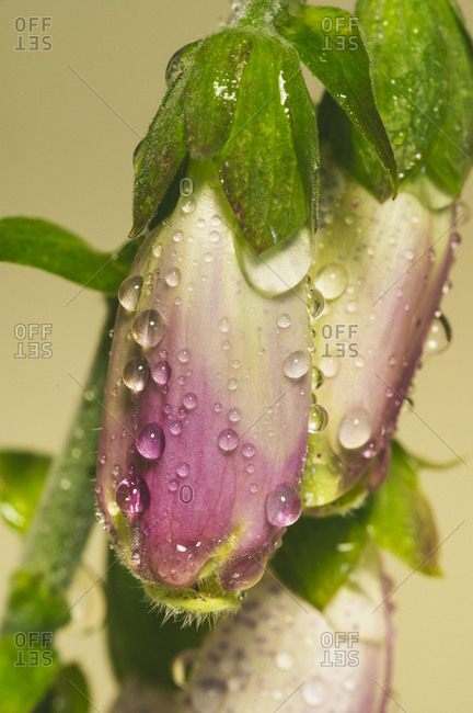 Closeup Of Fox Glove With Water Droplets