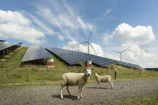 Sheep grazing near solar panels and wind turbine built on a former waste dump.