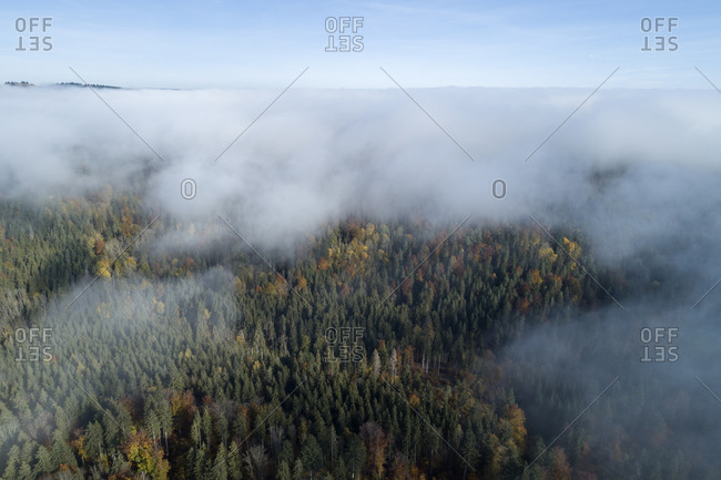 Germany- Baden-Wurttemberg- Drone view of autumn forest shrouded in morning fog