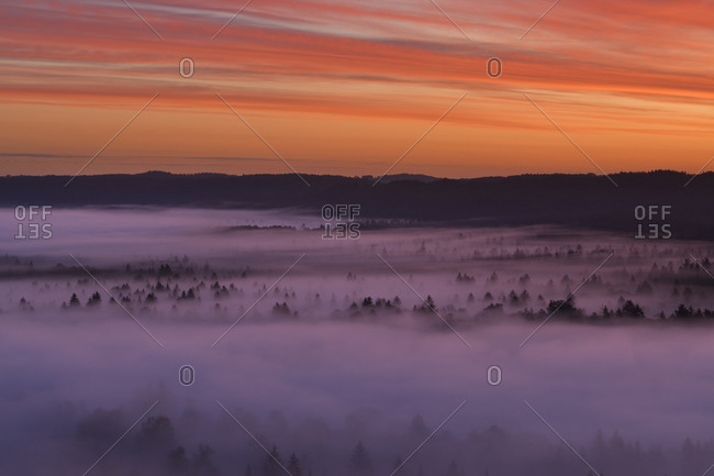 Germany- Bavaria- Pupplinger Au- Forest shrouded in thick fog at moody dawn