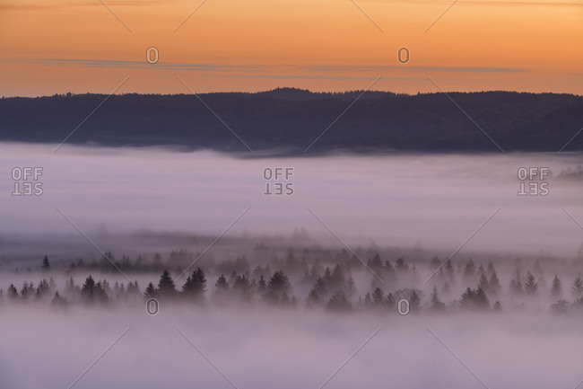 Germany- Bavaria- Pupplinger Au- Forest shrouded in thick fog at moody dawn