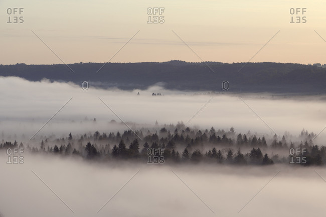 Germany- Bavaria- Pupplinger Au- Forest shrouded in thick morning fog