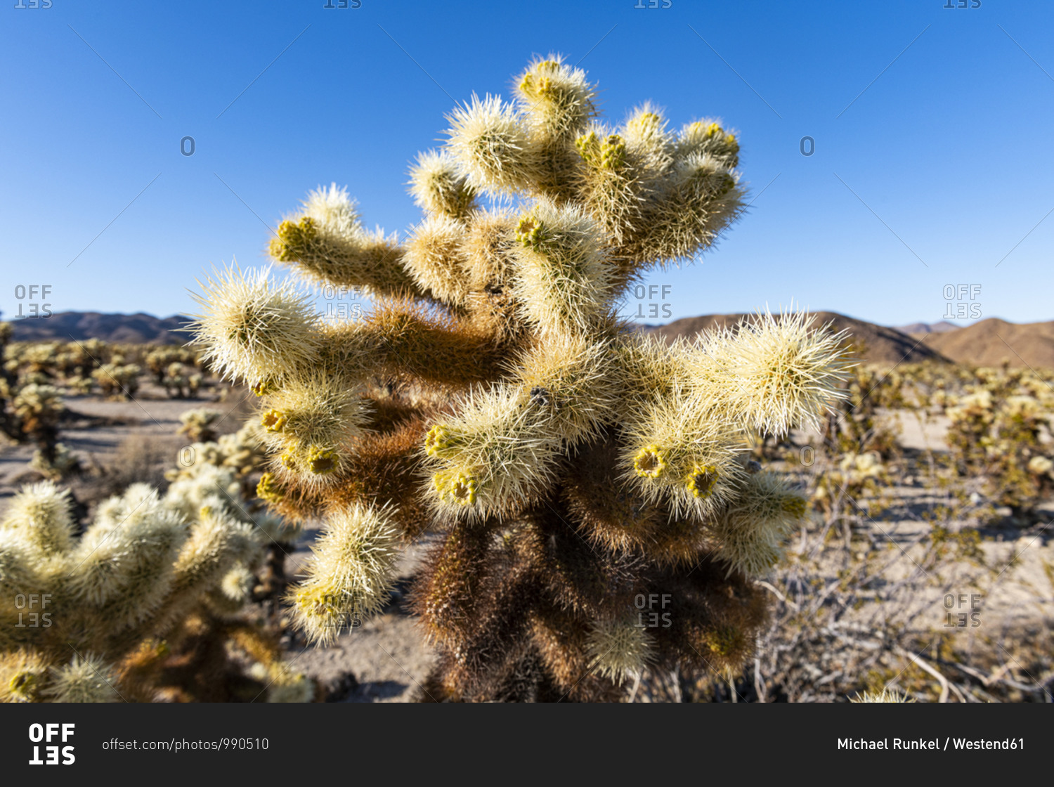 USA- California- Cholla cacti in Joshua Tree National Park