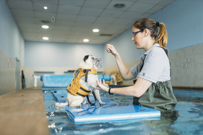 Female physiotherapist training pug dog on inflatable raft in swimming pool at center