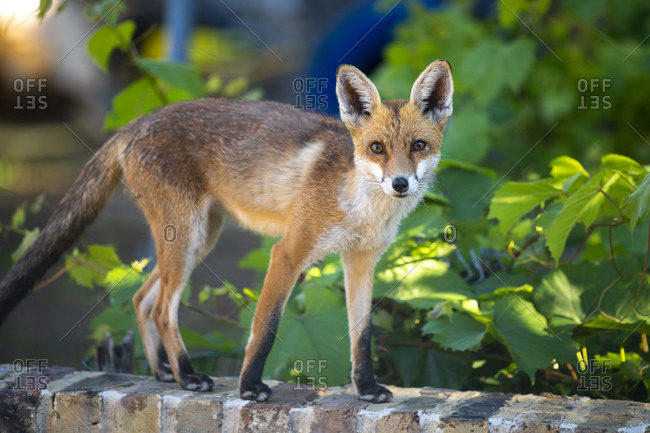 An urban fox cub on a garden wall in London