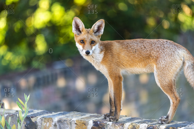 Portrait of an urban fox cub on a garden wall in London