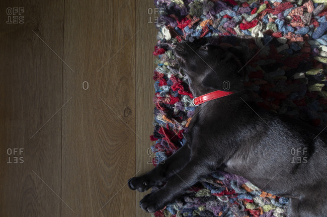 Overhead view of an adorable black puppy resting on a colorful rug