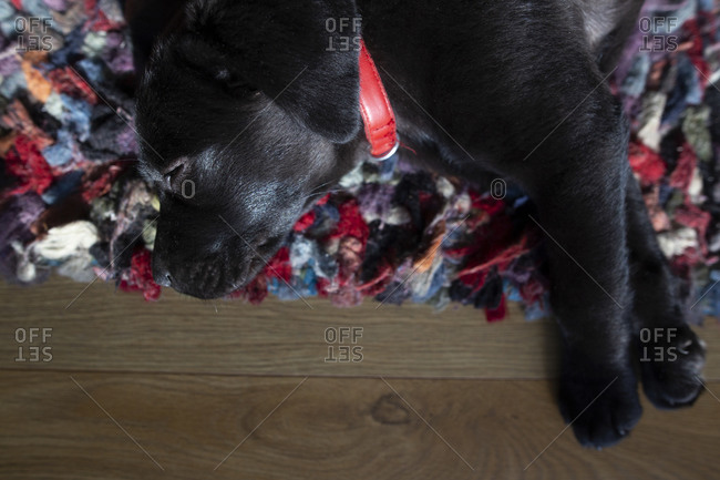 Close up of an adorable black puppy resting on a colorful rug