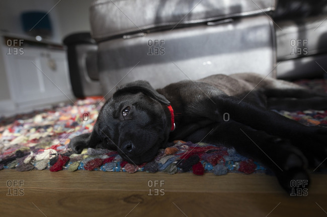 An adorable black puppy resting on a colorful living room rug