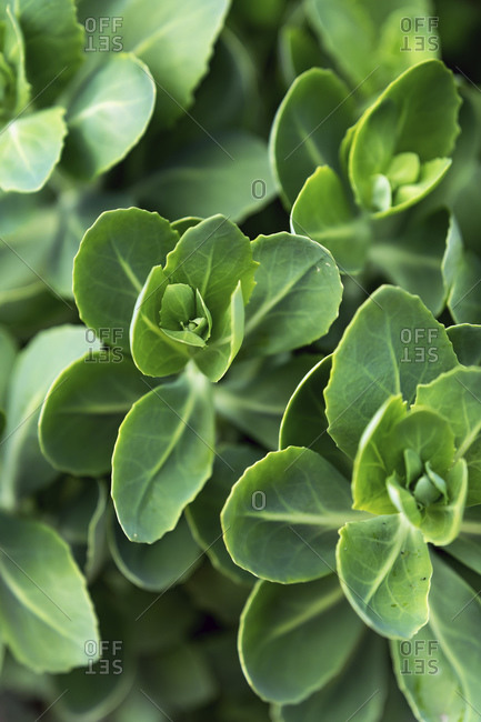 Leaves of green plant with shallow depth of field