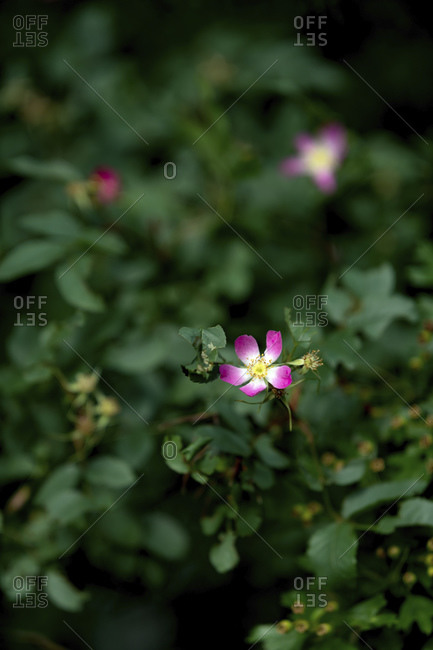 Pink flowers with shallow depth of field