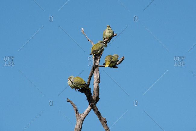 A flock of green pigeons, Treron calvus, perching in a dead tree against blue sky.