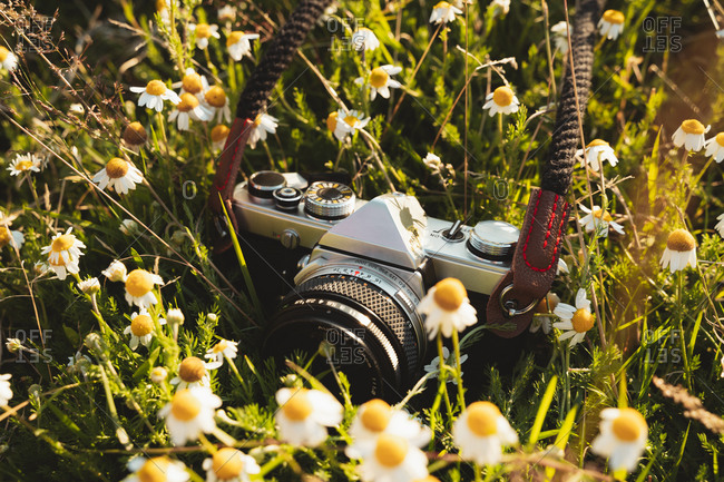 field of daisies vintage