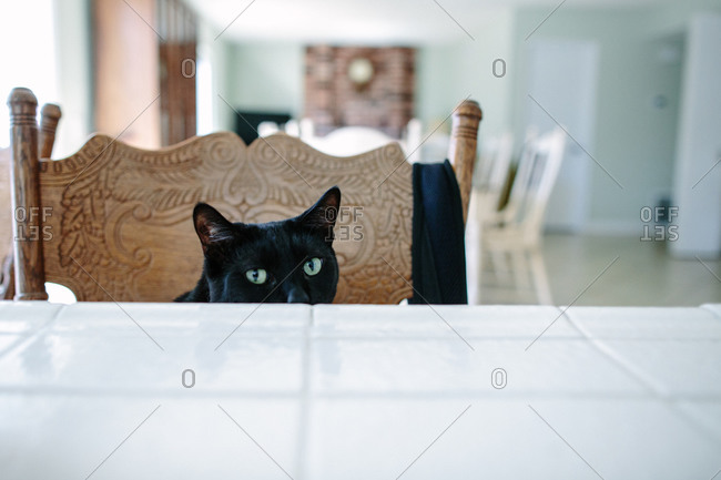 Black cat sitting on a chair peeking over tile countertop