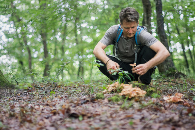 Man picks edible mushrooms in the forest