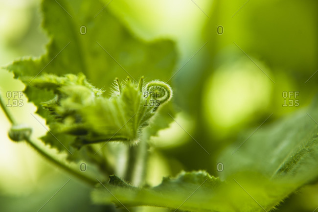 Closeup Butternut Squash tendrils curled up in leaf