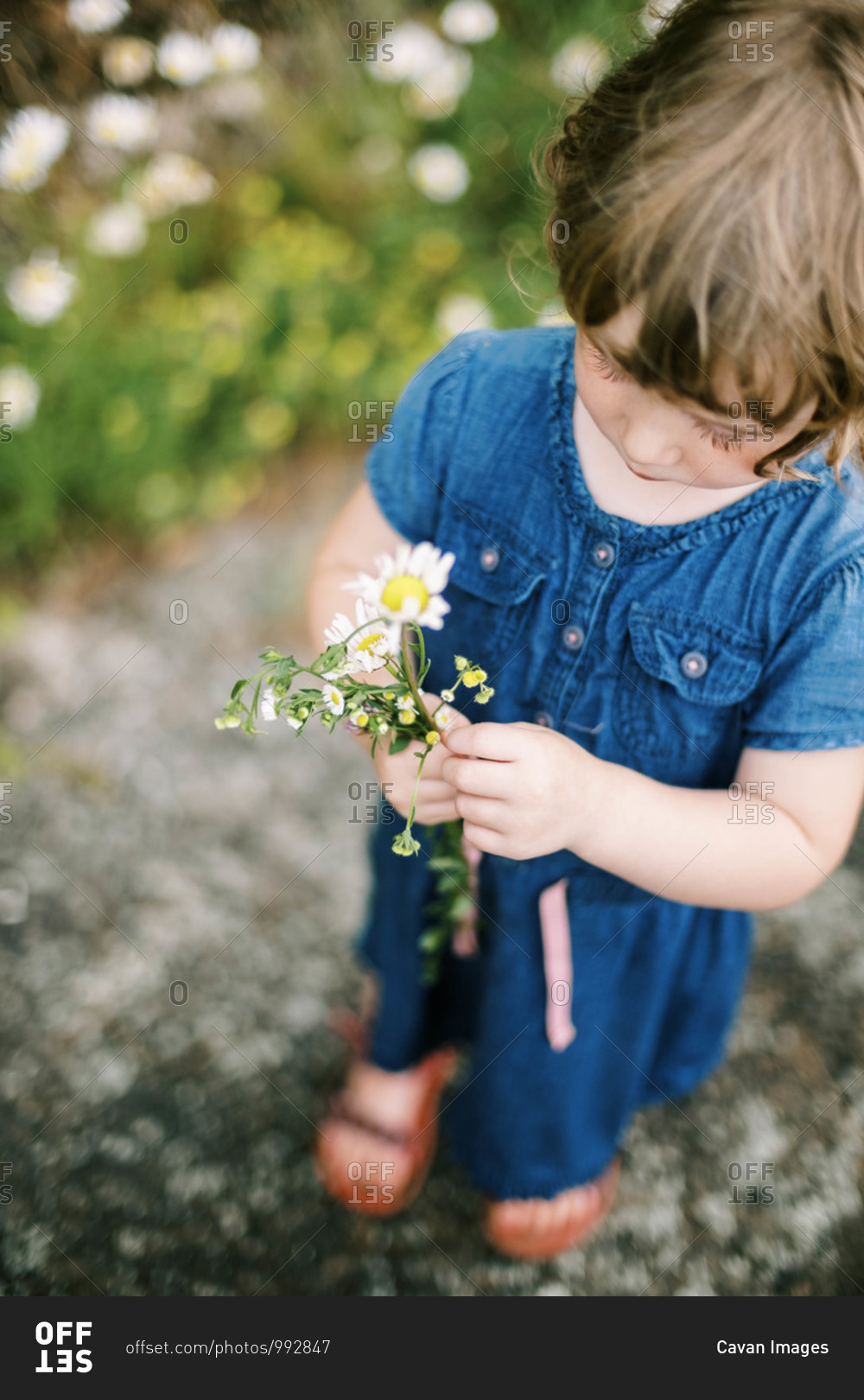 A little girl studying her picked wild flowers