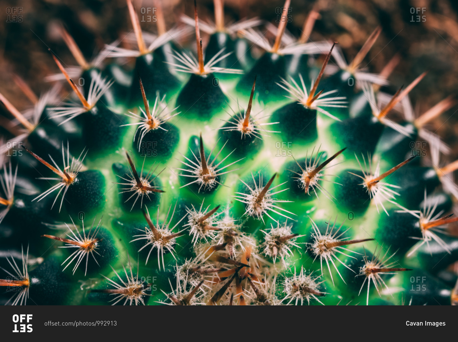 Close up of the little cactus stock photo - OFFSET