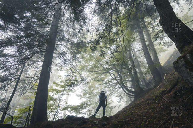 Young hiker explores a beech forest on a gloomy day, San Lucano Valley, Taibon Agordino, Belluno, Veneto, Italy