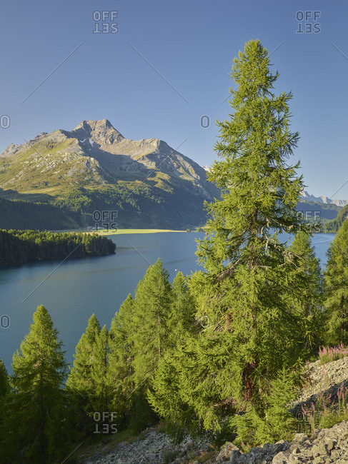 Lake Sils, Piz da la Margna, Larchenwald, Engadin, Graubunden, Switzerland