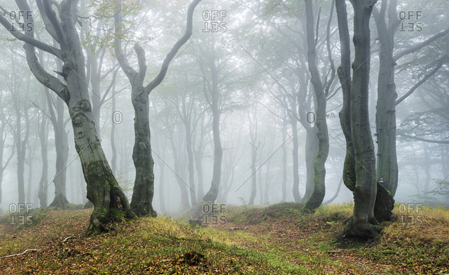 Mysterious forest in the fog, bizarre overgrown beech trees, autumn, Ore Mountains, Czech Republic