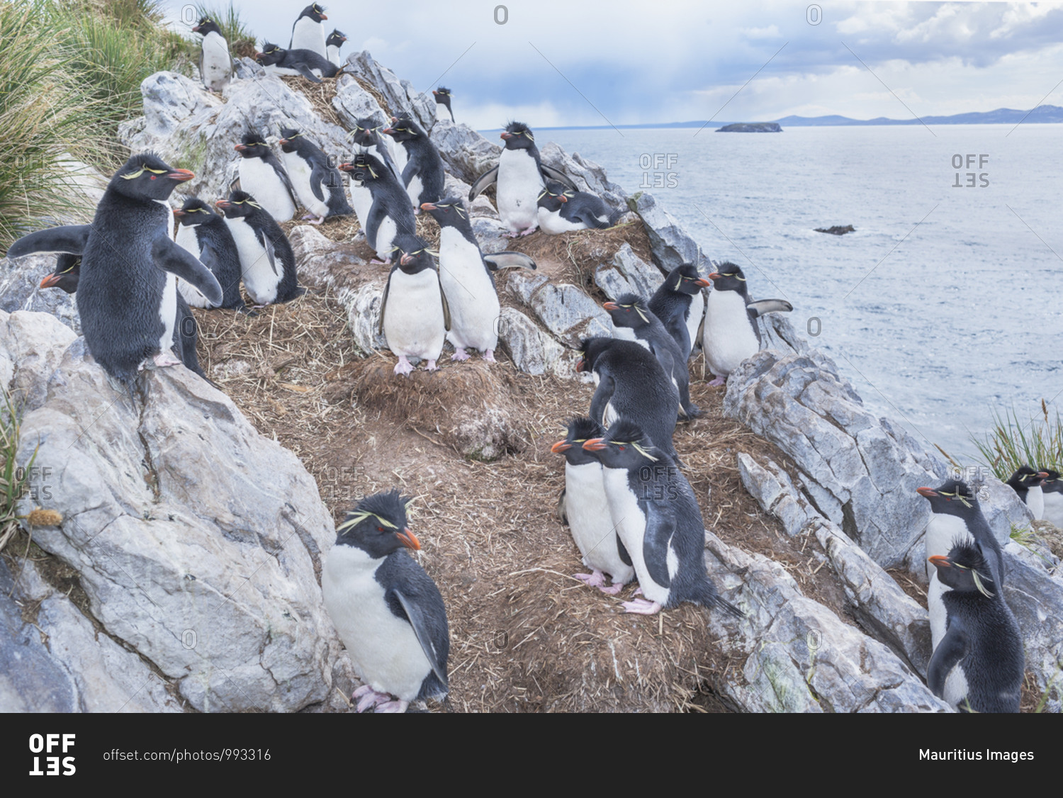 Group of rockhopper penguins (Eudyptes chrysocome chrysocome) on a rocky islet, East Falkland, Falkland Islands, South America