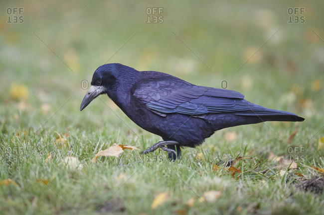 Rook, Corvus frugilegus, walking on grass