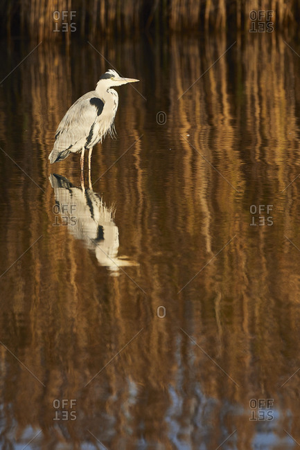Gray heron, Ardea cinerea, evening light, reflection