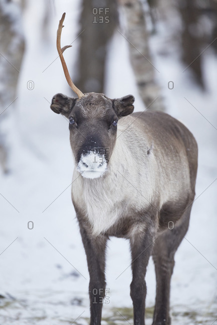 Finland, Lapland, reindeer in winter