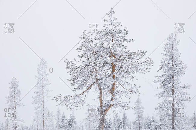 Finland, Lapland, snow covered trees in winter