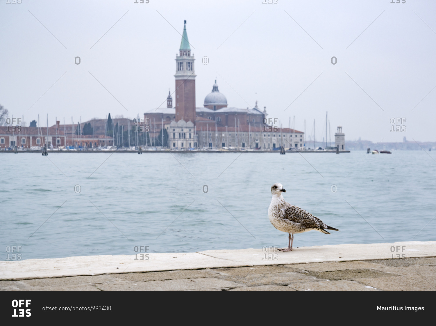 Seagull, San Giorgio Maggiore church, Venice, historical center, Veneto, Italy, northern Italy, Europe