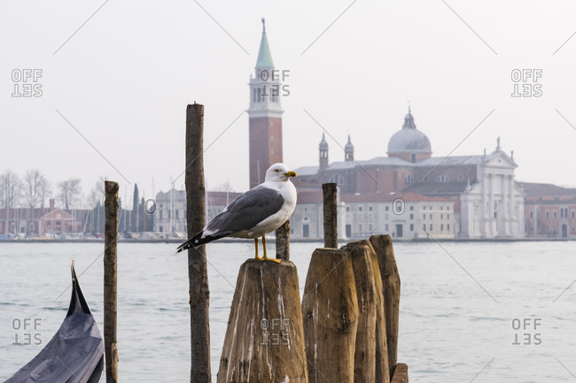 Seagull, San Giorgio Maggiore church, Venice, historical center, island, Veneto, Italy, northern Italy, Europe