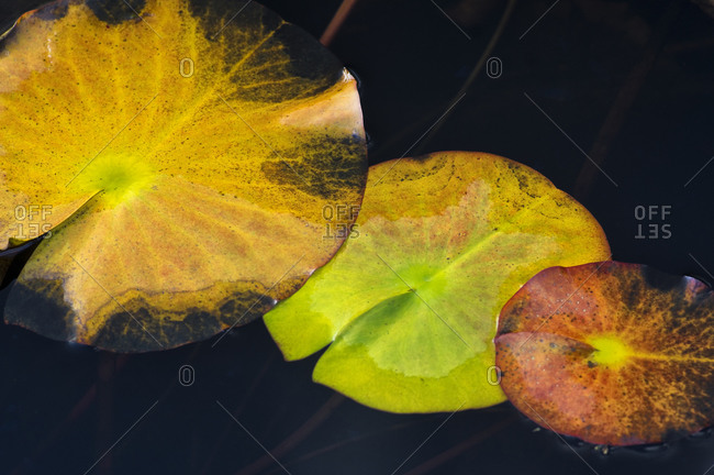 Europe, Germany, Hesse, Marburger Land, autumn colored water lily leaves on dark water