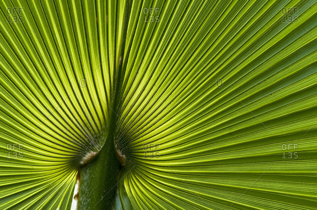fan palm stock photos - OFFSET